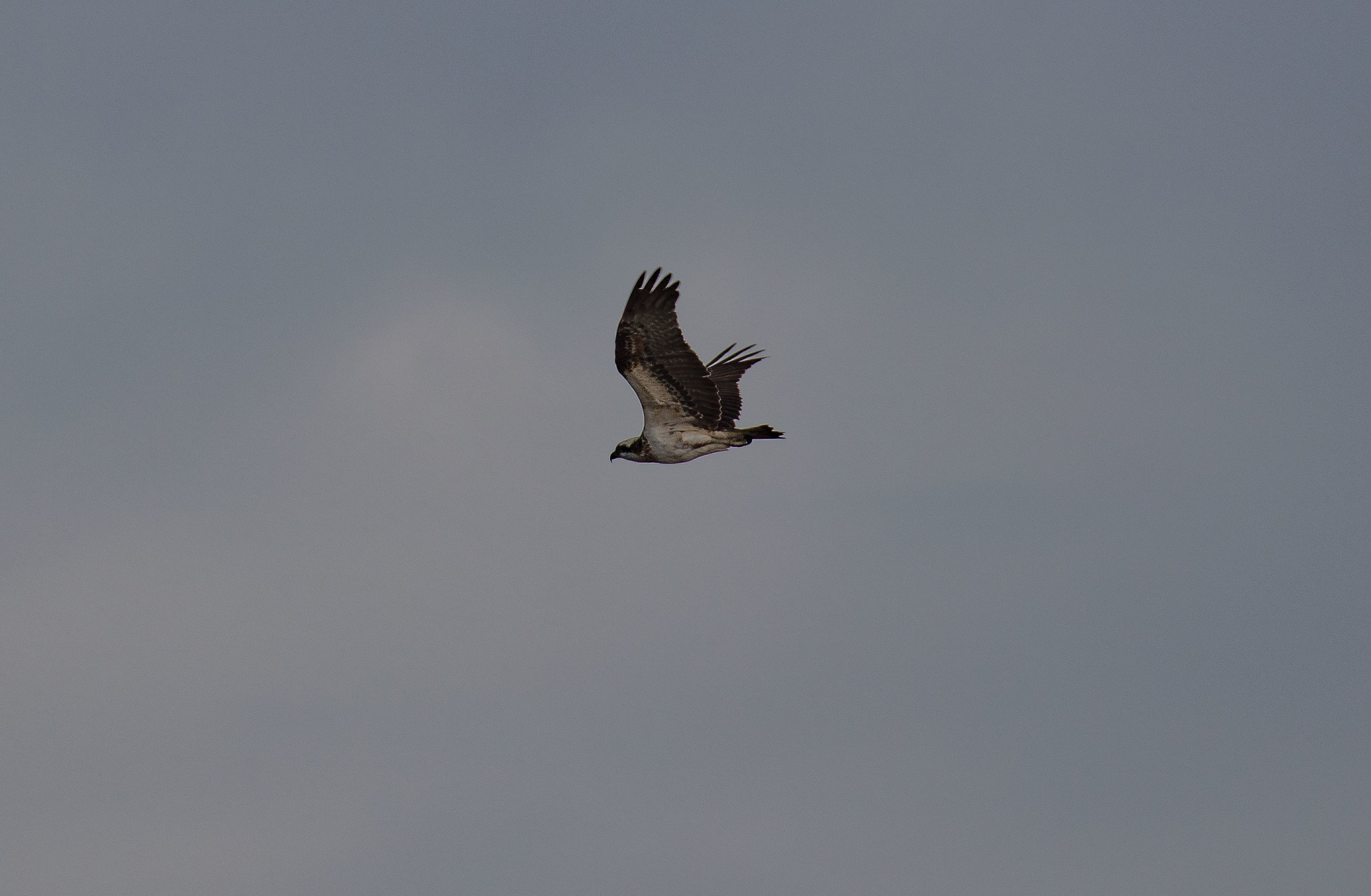 Osprey