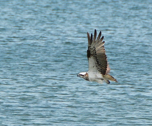 Osprey1