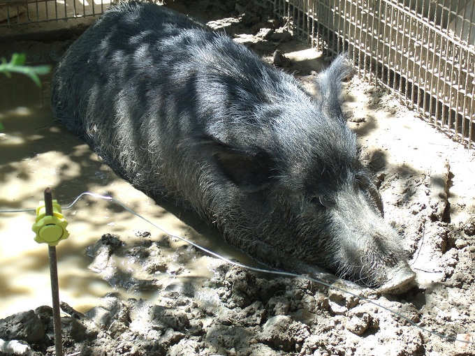 Ossabaw Island Hog