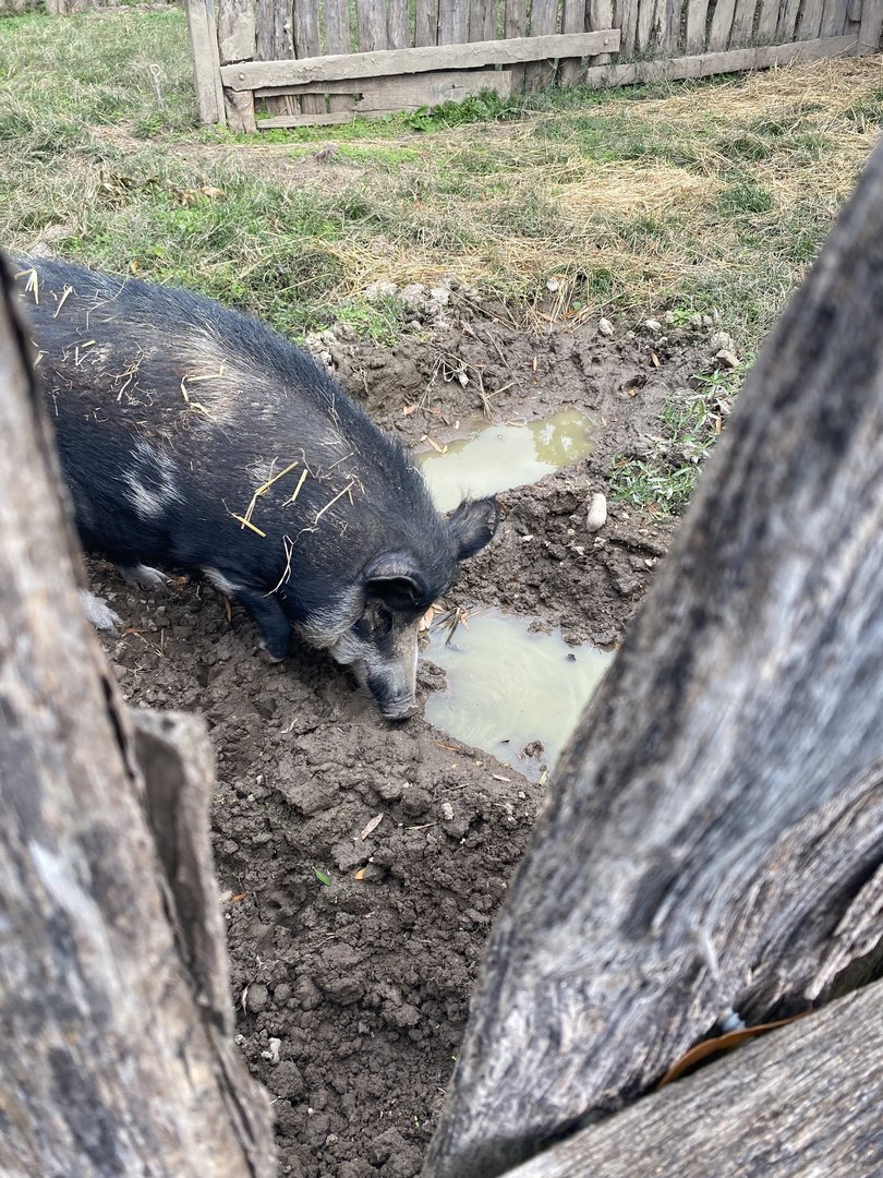 Ossabaw Island Pig - Mount Vernon