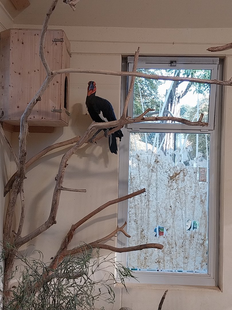 Ost-Afrika haus - southern ground hornbill (Bucorvus leadbeateri)