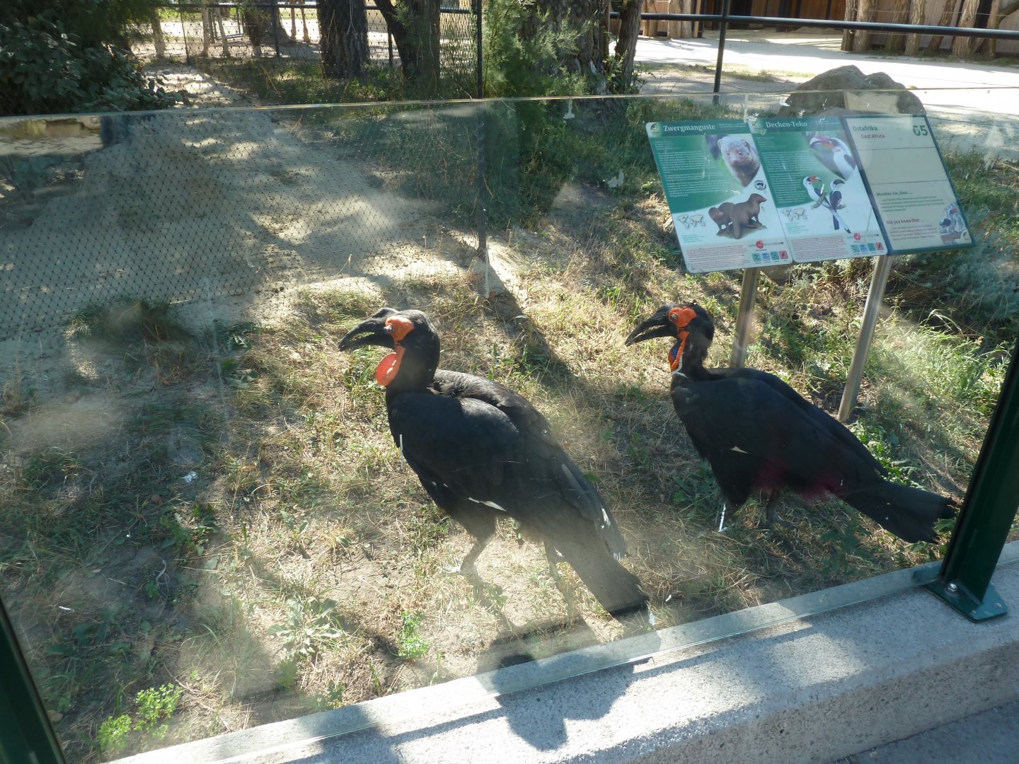 Ost-Afrika House - Free ranging southern ground hornbill (Bucorvus leadbeateri)