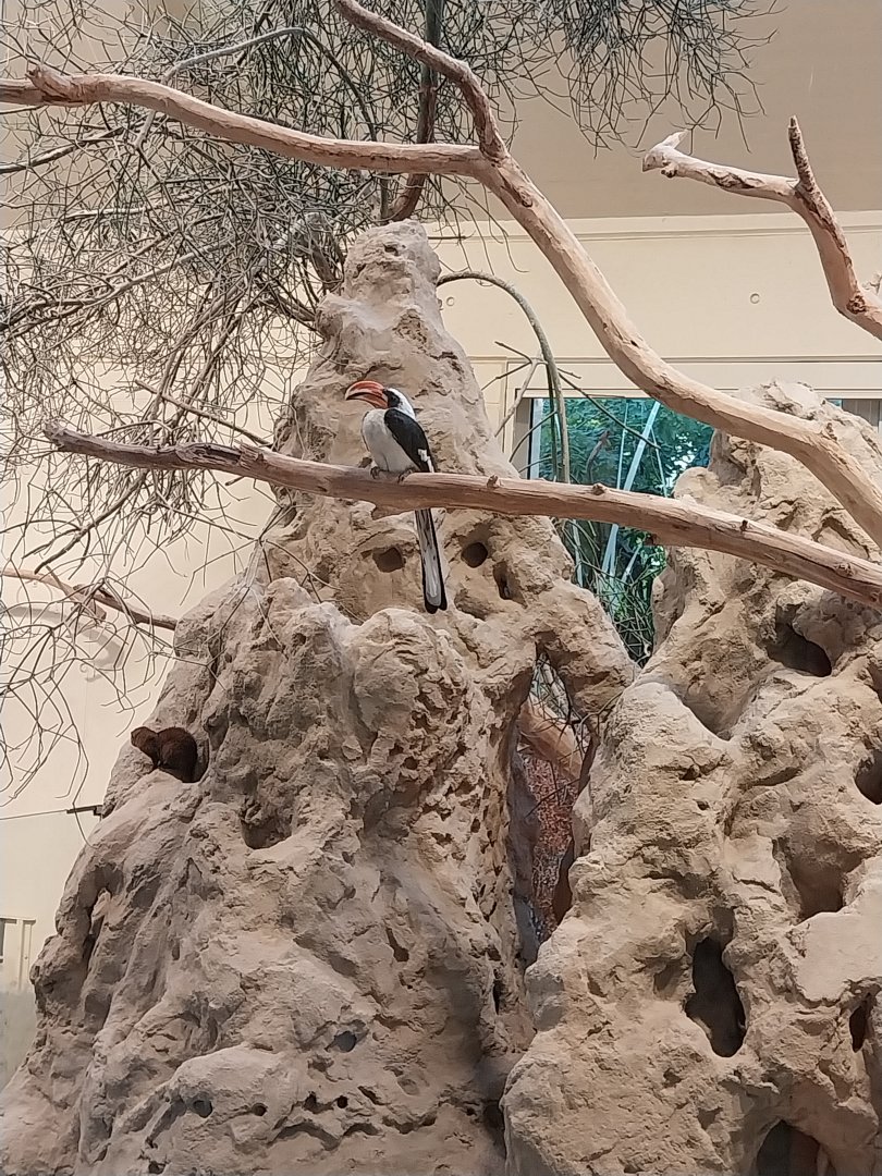 Ost-Afrikahaus - Von der Decken hornbill (Tockus deckeni) and East African dwarf mongoose (Helogale parvula undulata)