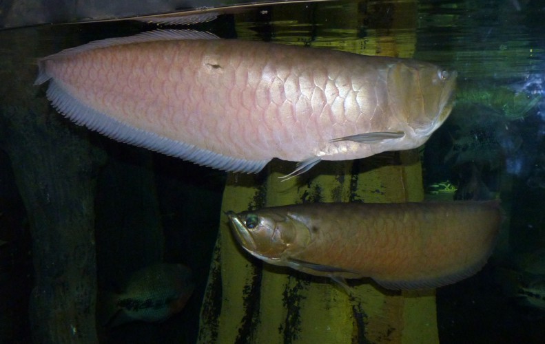 Osteoglossum bicirrhosum