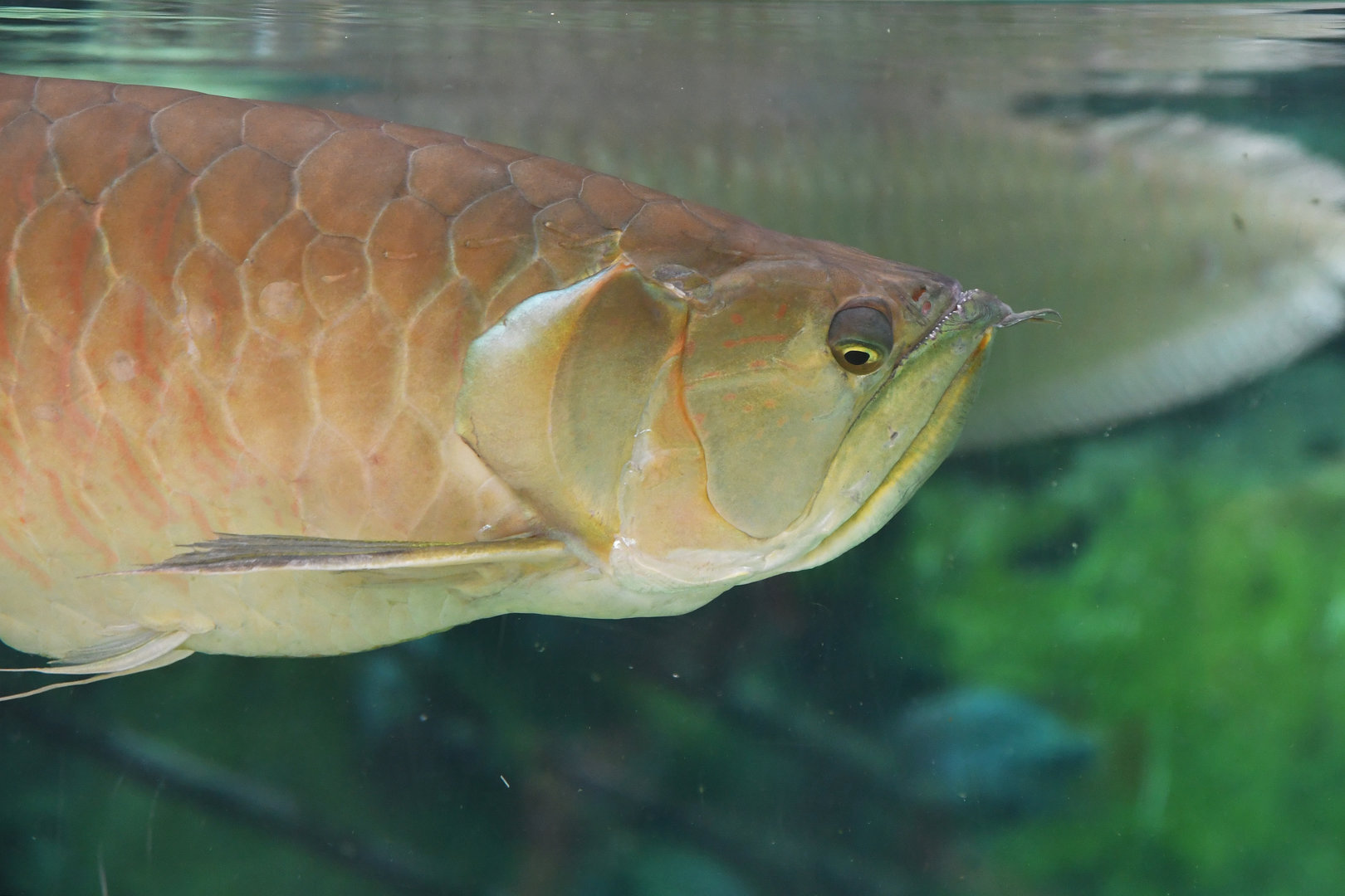 Osteoglossum bicirrhosum