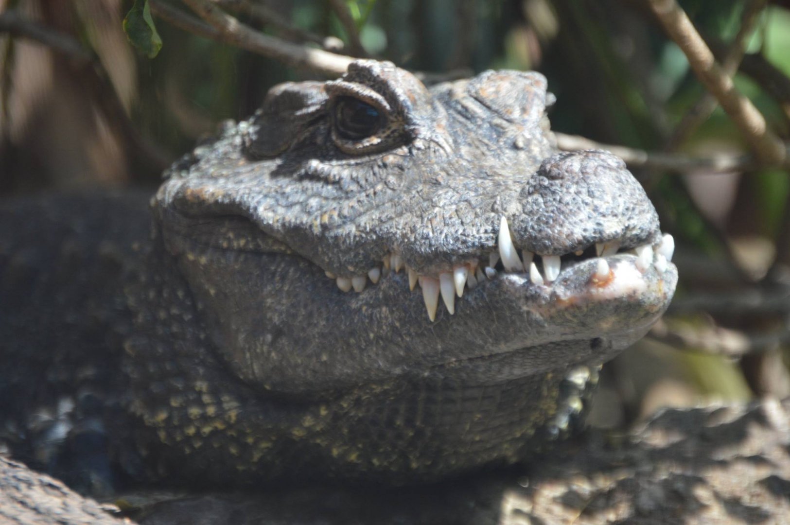 Osteolaemus tetraspis tetraspis