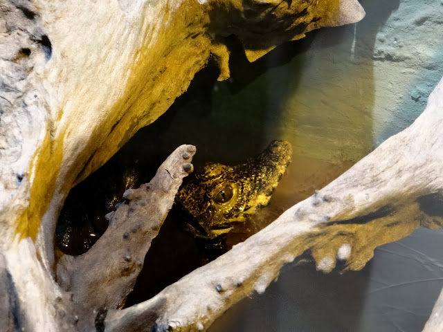 Osteolaemus tetraspis