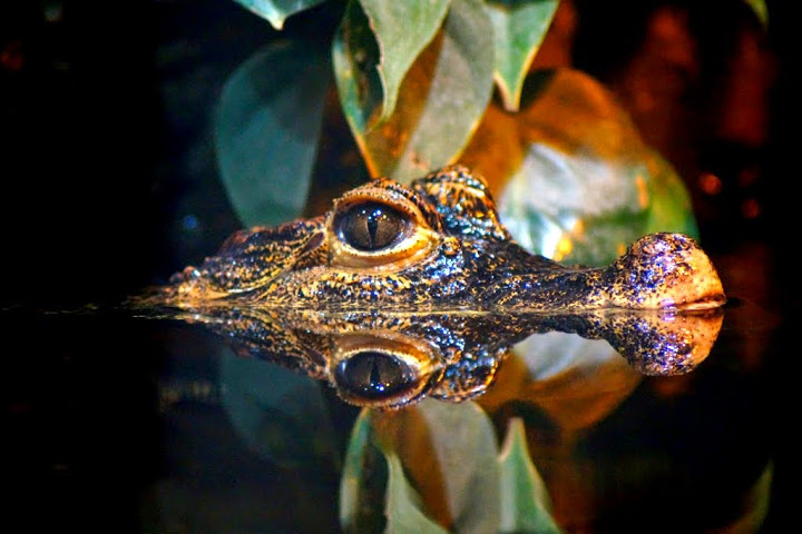 Osteolaemus tetraspis