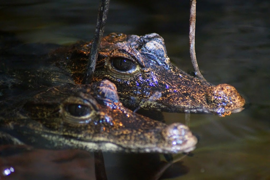 Osteolaemus tetraspis