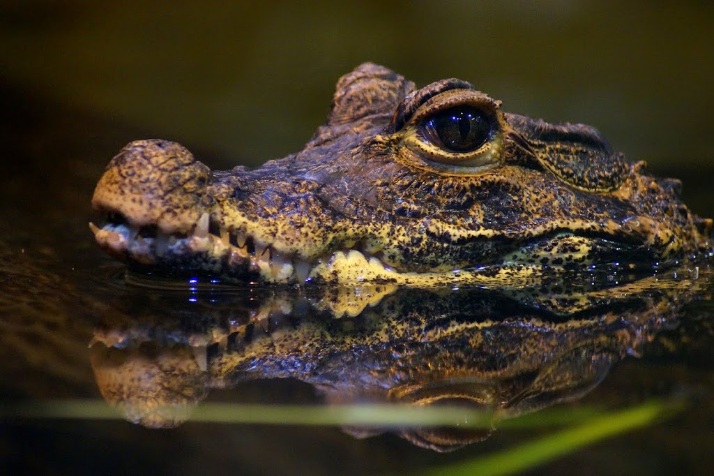 Osteolaemus tetraspis