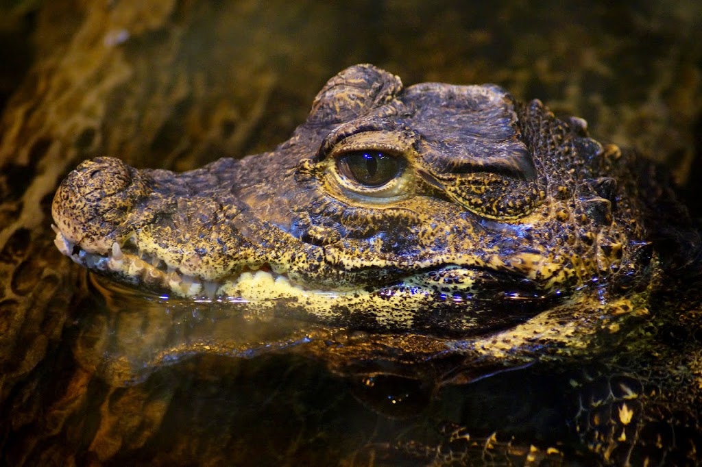 Osteolaemus tetraspis