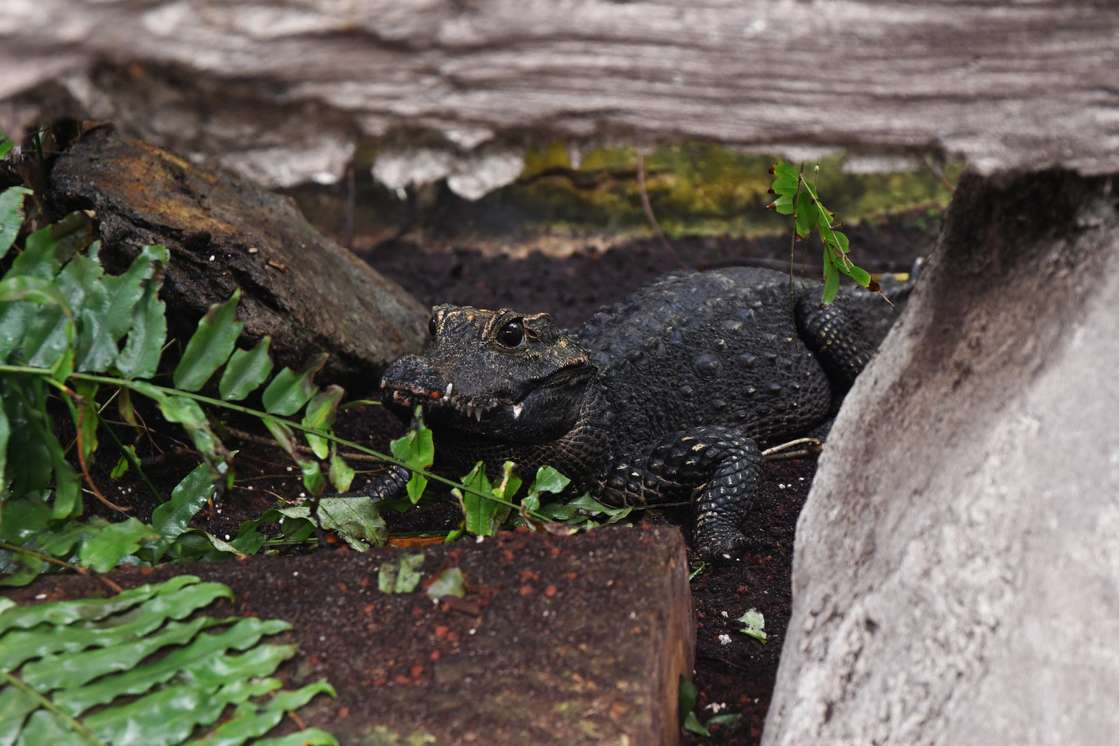 Osteolaemus tetraspis