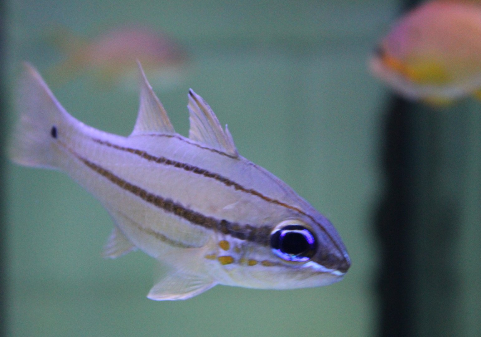 Ostorhinchus chrysopomus