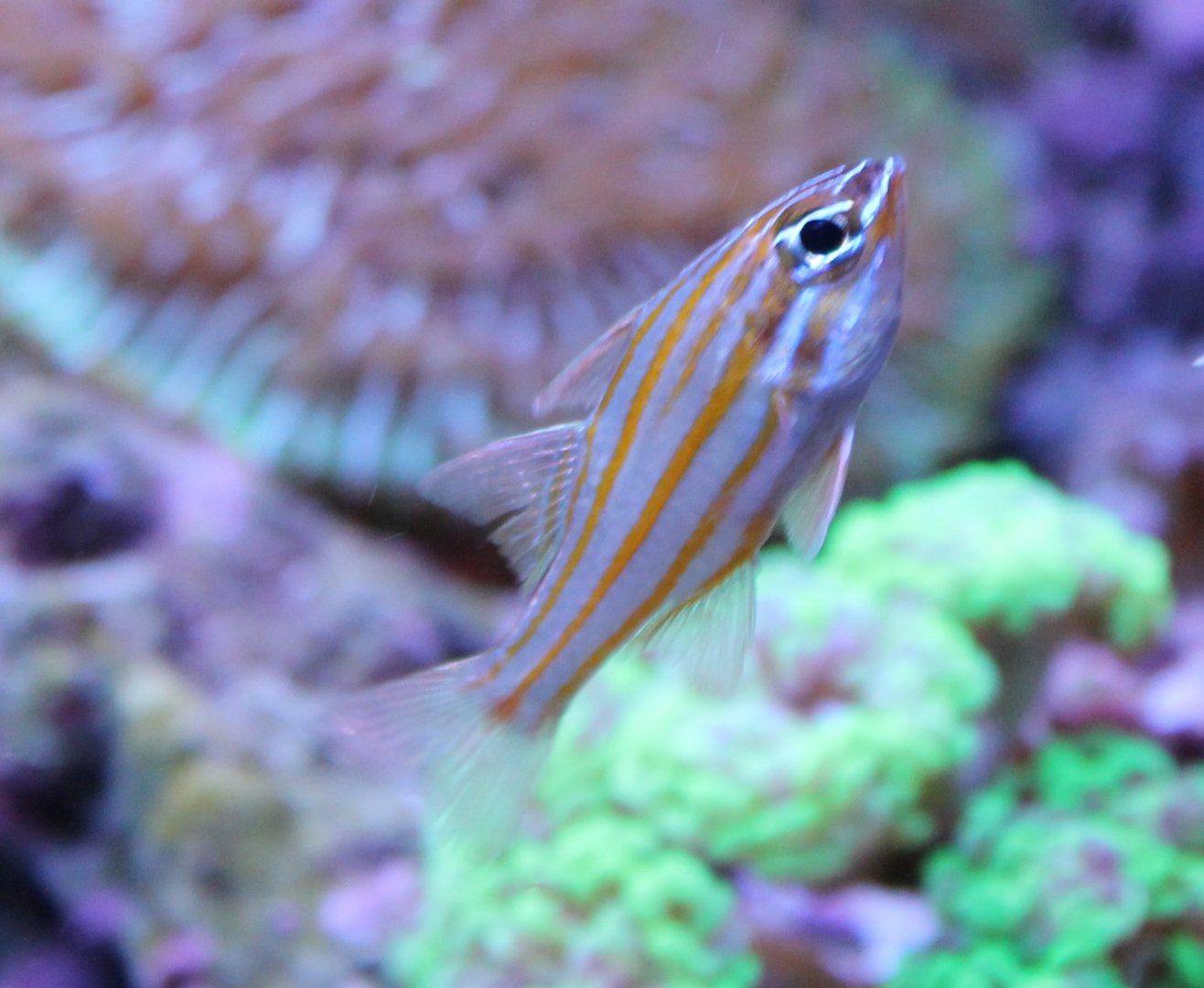 Ostorhinchus cyanosoma