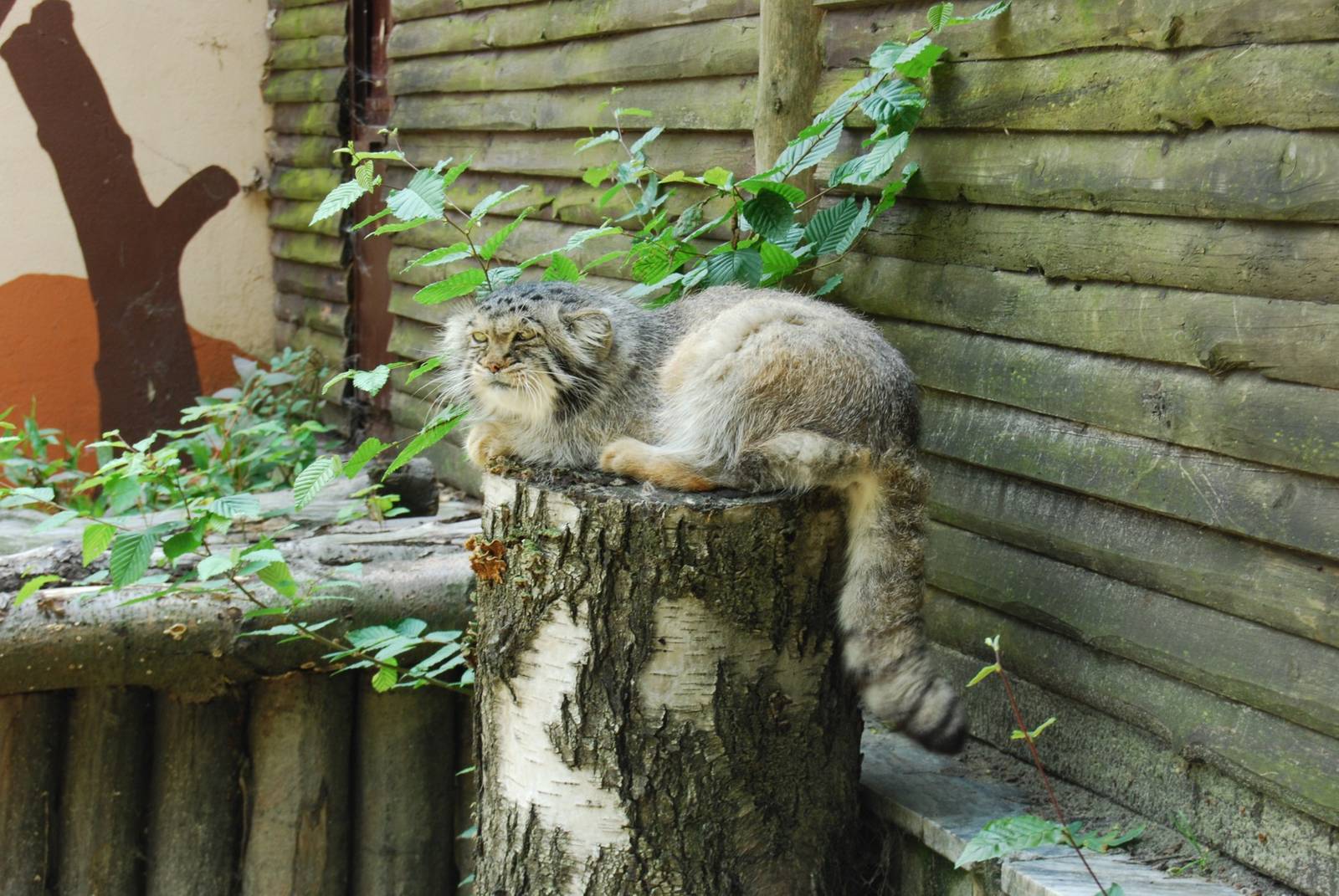 Ostrava Zoo - June 2008