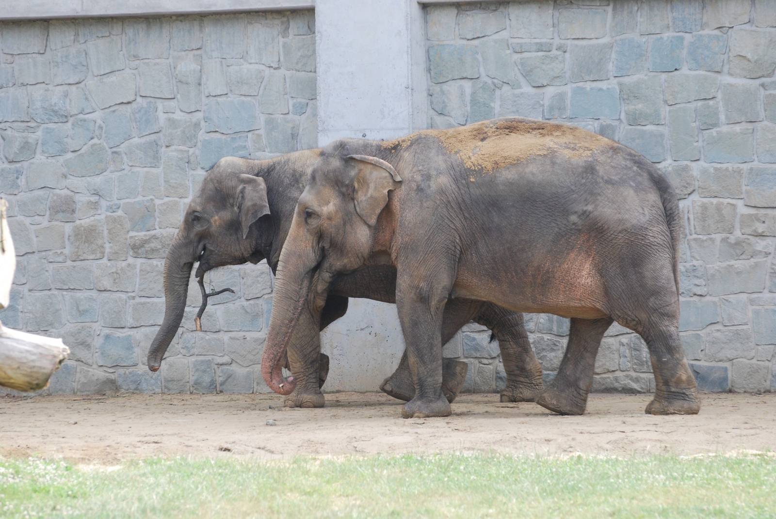 Ostrava Zoo - June 2008