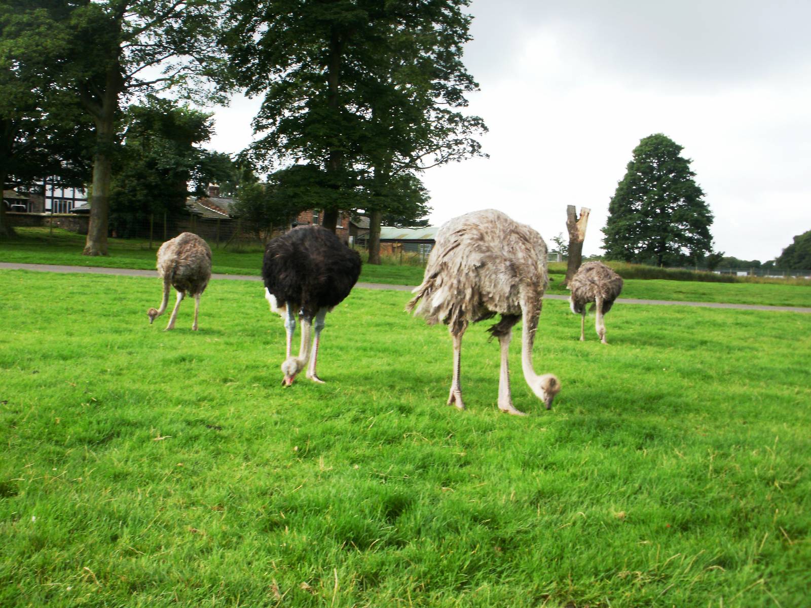 Ostrich - 07.08.2010