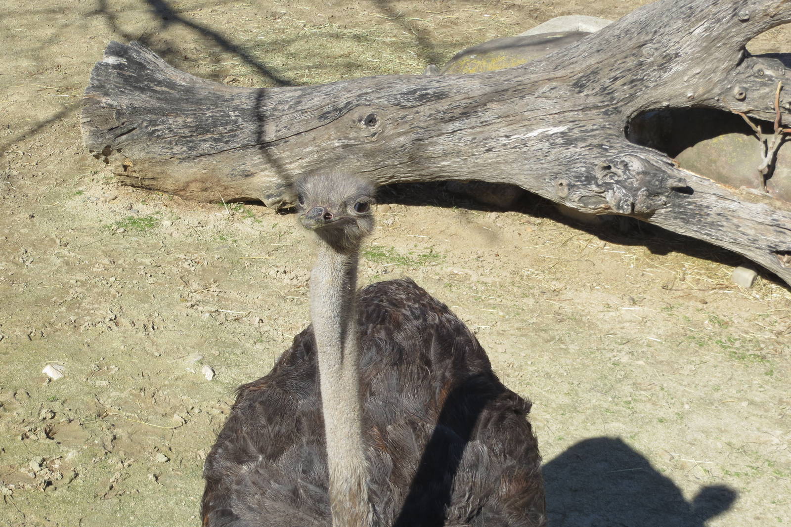 Ostrich 150216
