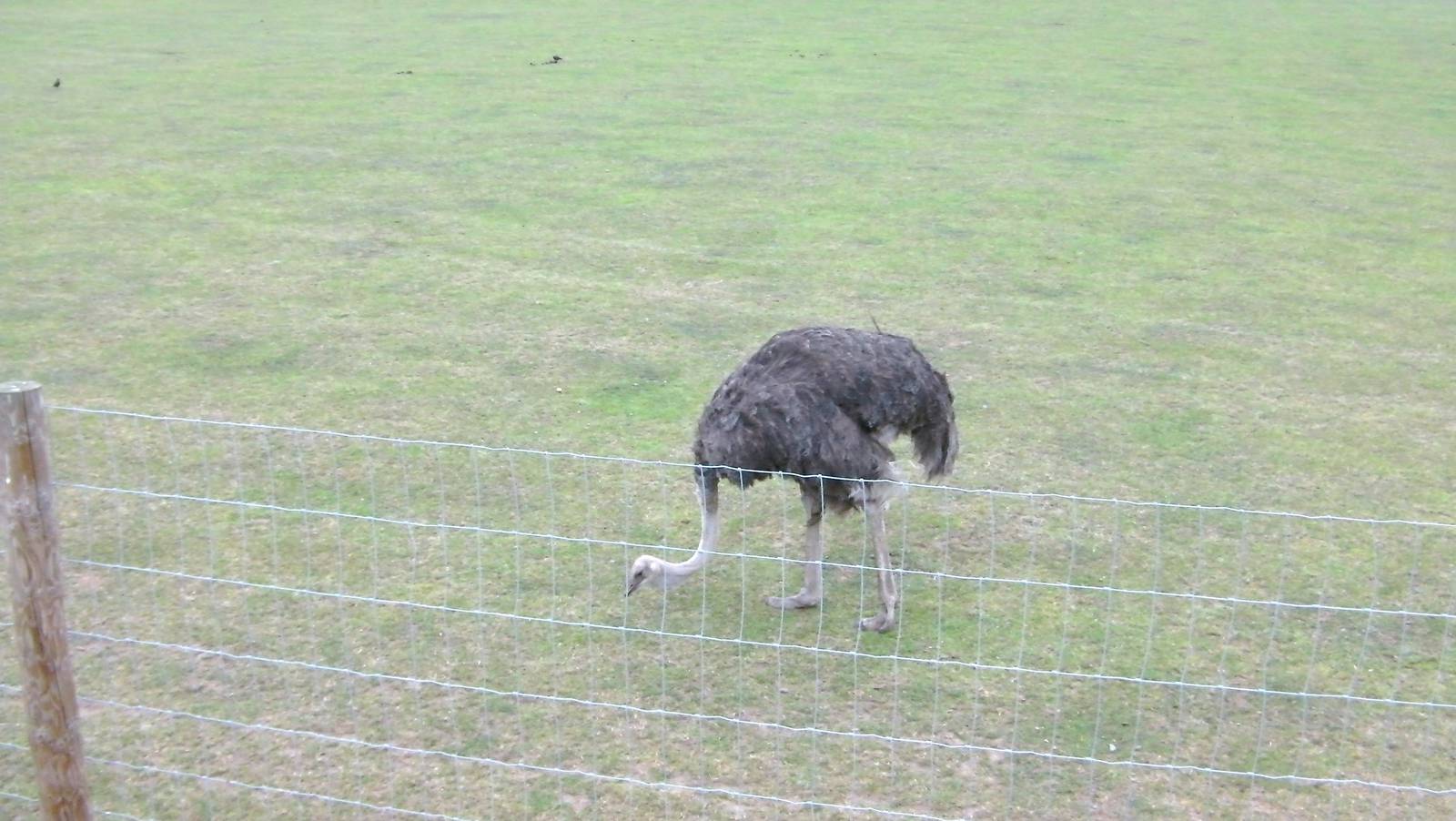 Ostrich - 19.08.2011