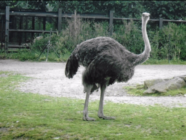 Ostrich 2017