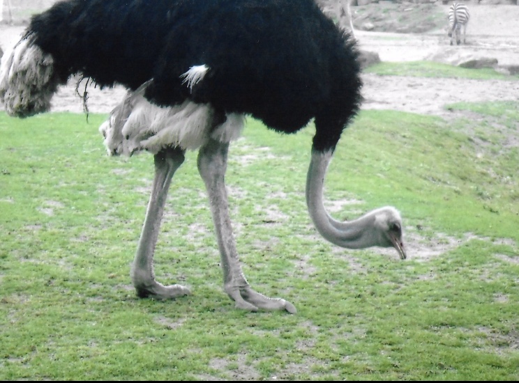 ostrich 2017