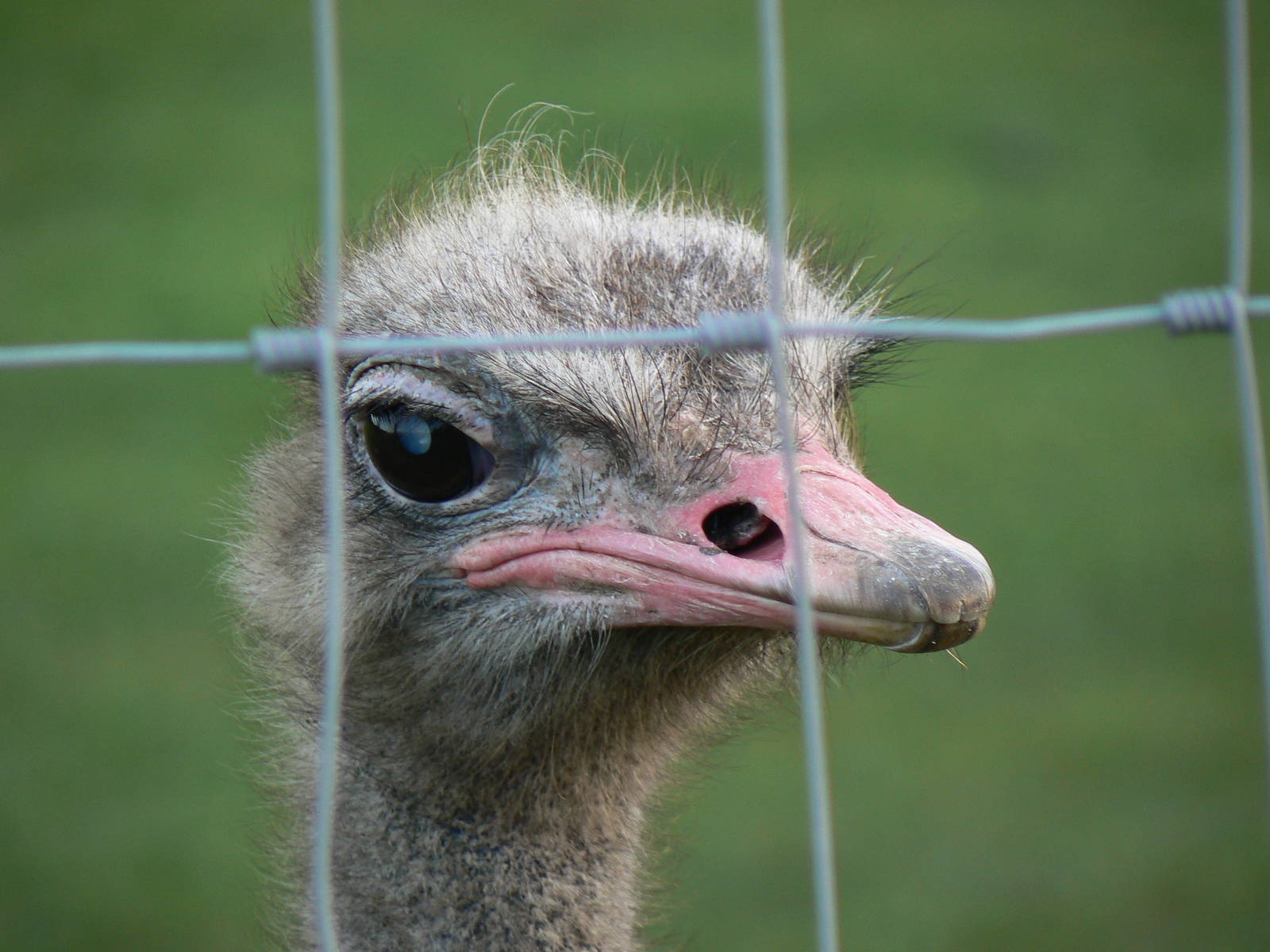 Ostrich - 22 November 2015
