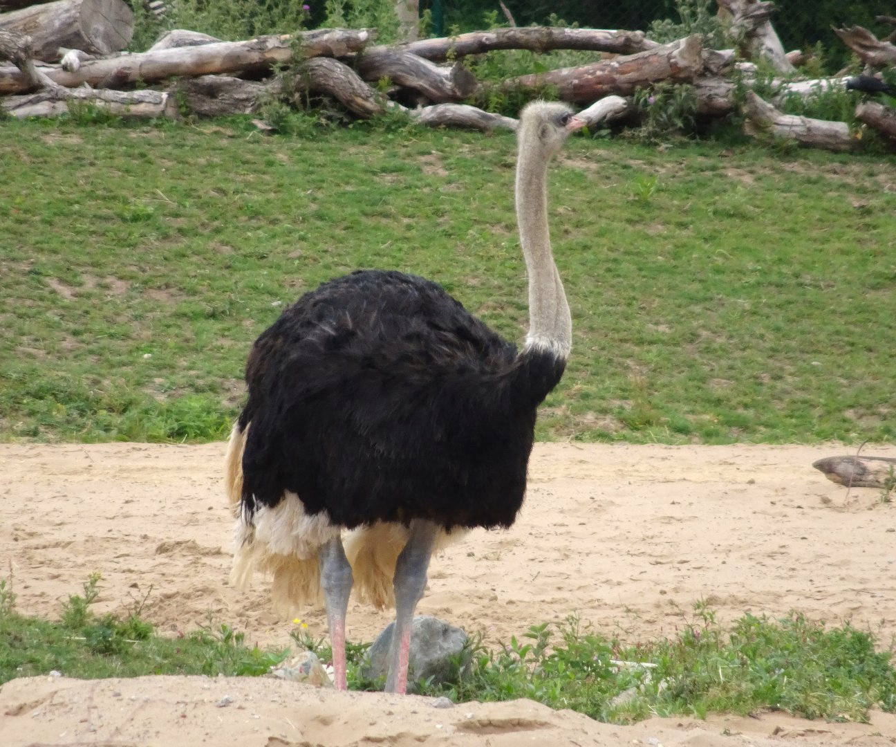 Ostrich  5 July 2025