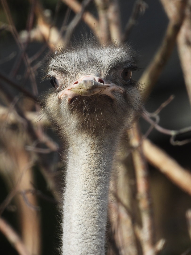 Ostrich- 6th October 2023