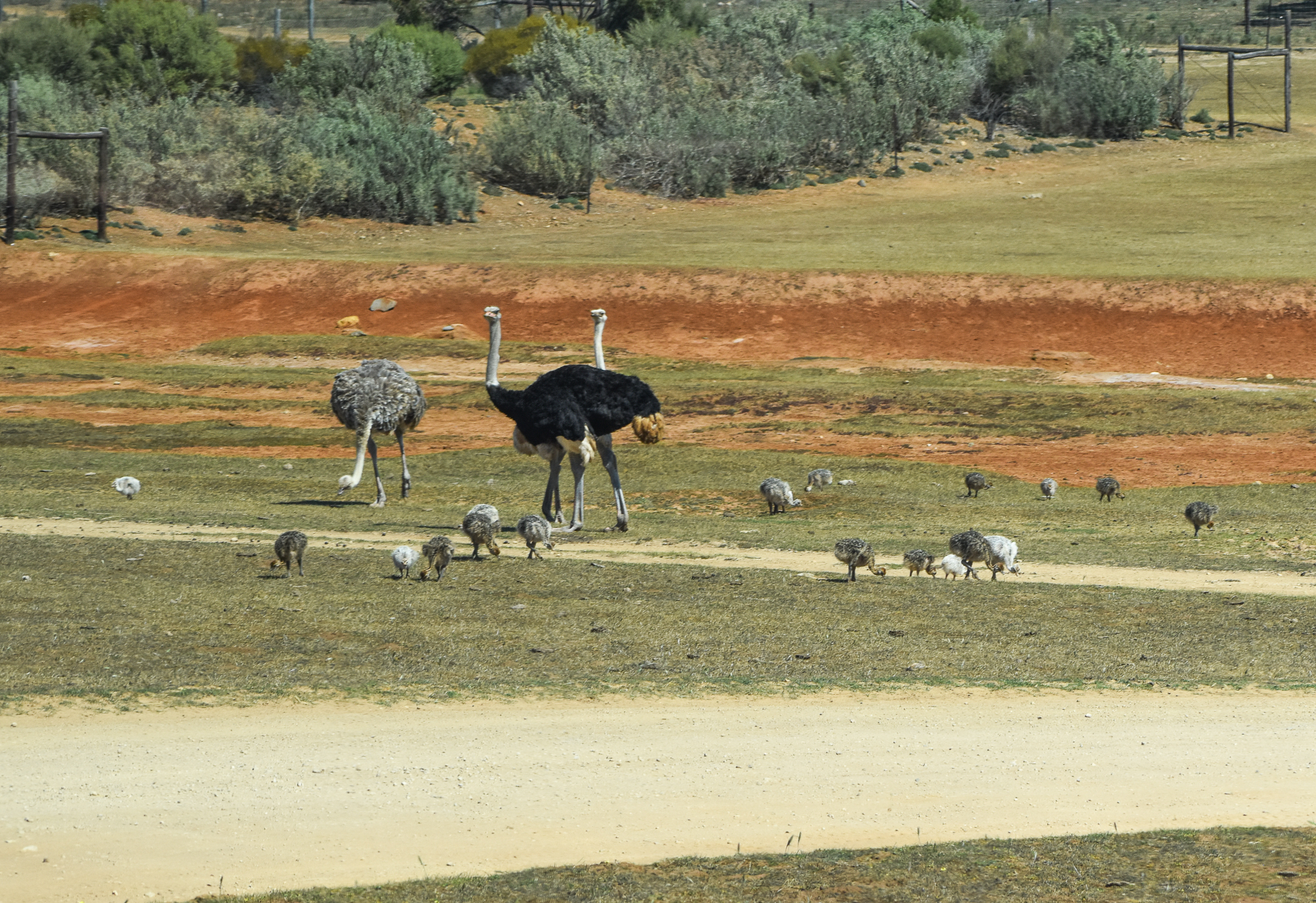 Ostrich and 30+ chicks