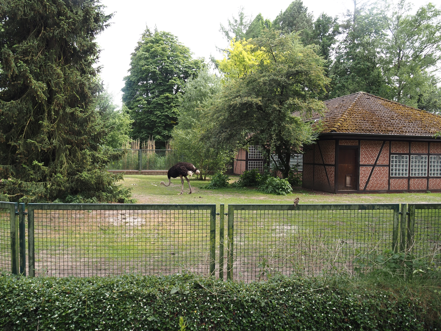 Ostrich and Abyssinian ground hornbill paddock, 2024-05-21