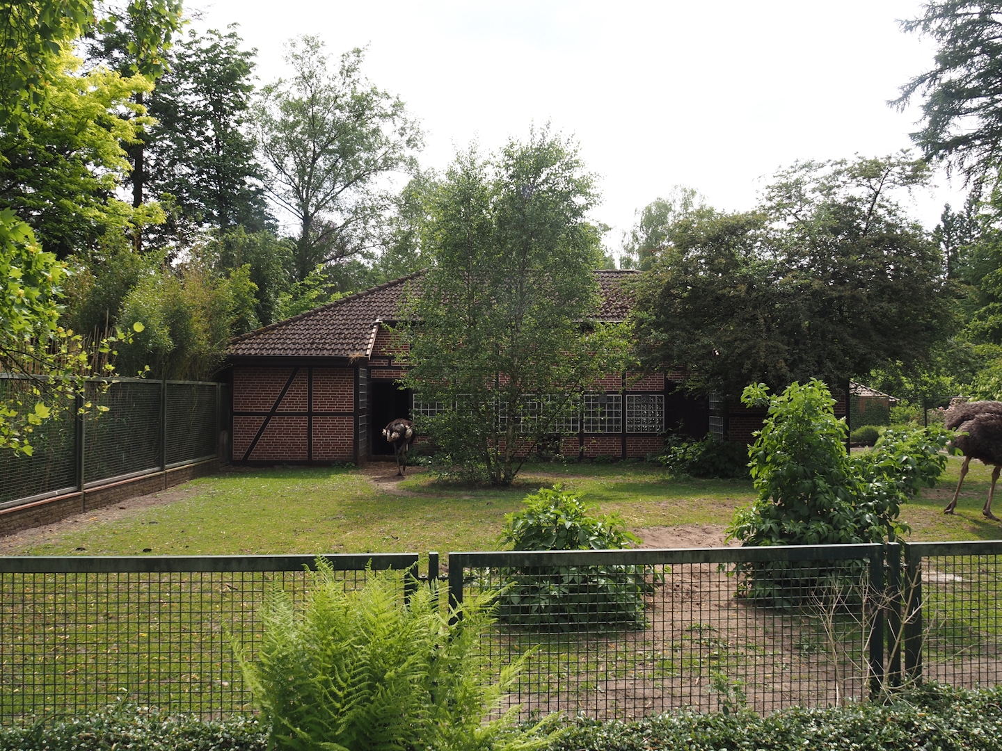 Ostrich and Abyssinian ground hornbill paddock, 2024-05-21