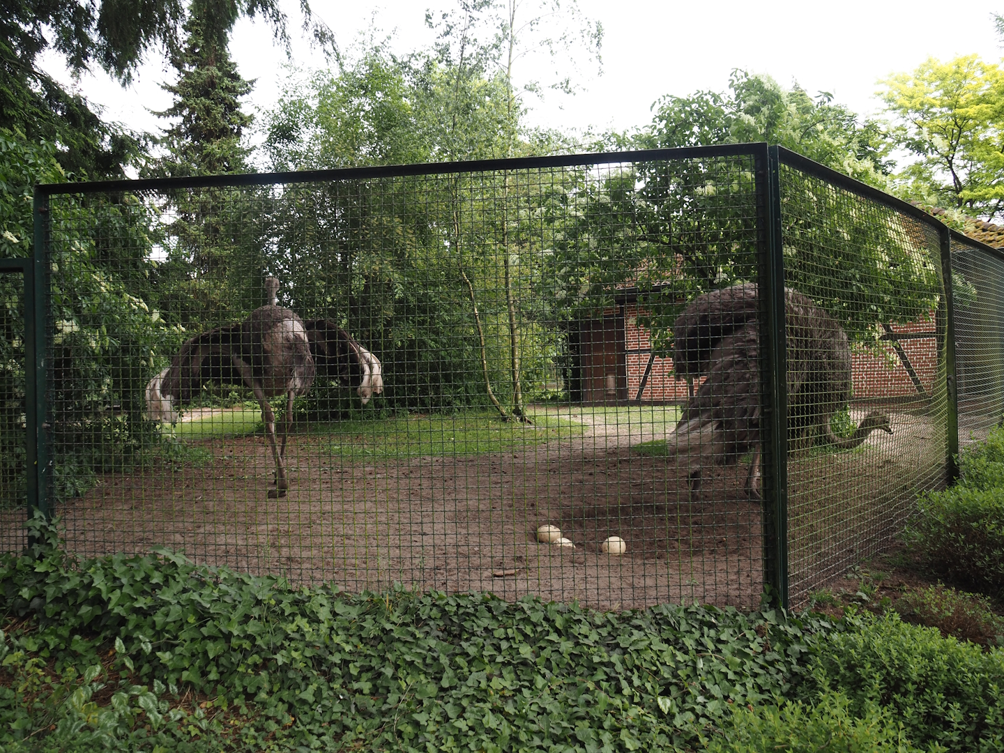 Ostrich and Abyssinian ground hornbill paddock (With nest area), 2024-05-21