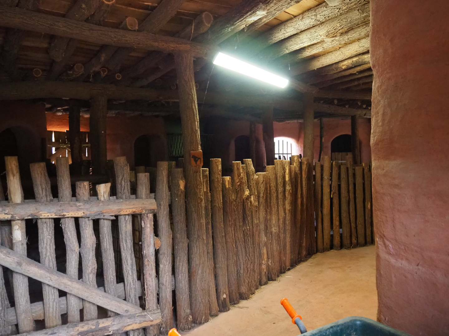 Ostrich and Ankole-Watusi cattle stables, 2019-10-04