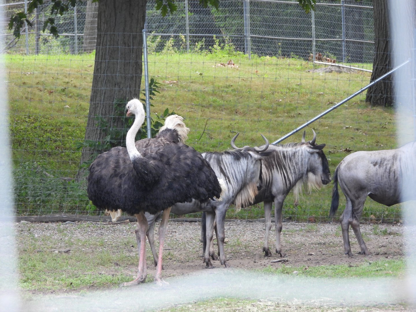 Ostrich and blue wildebeest