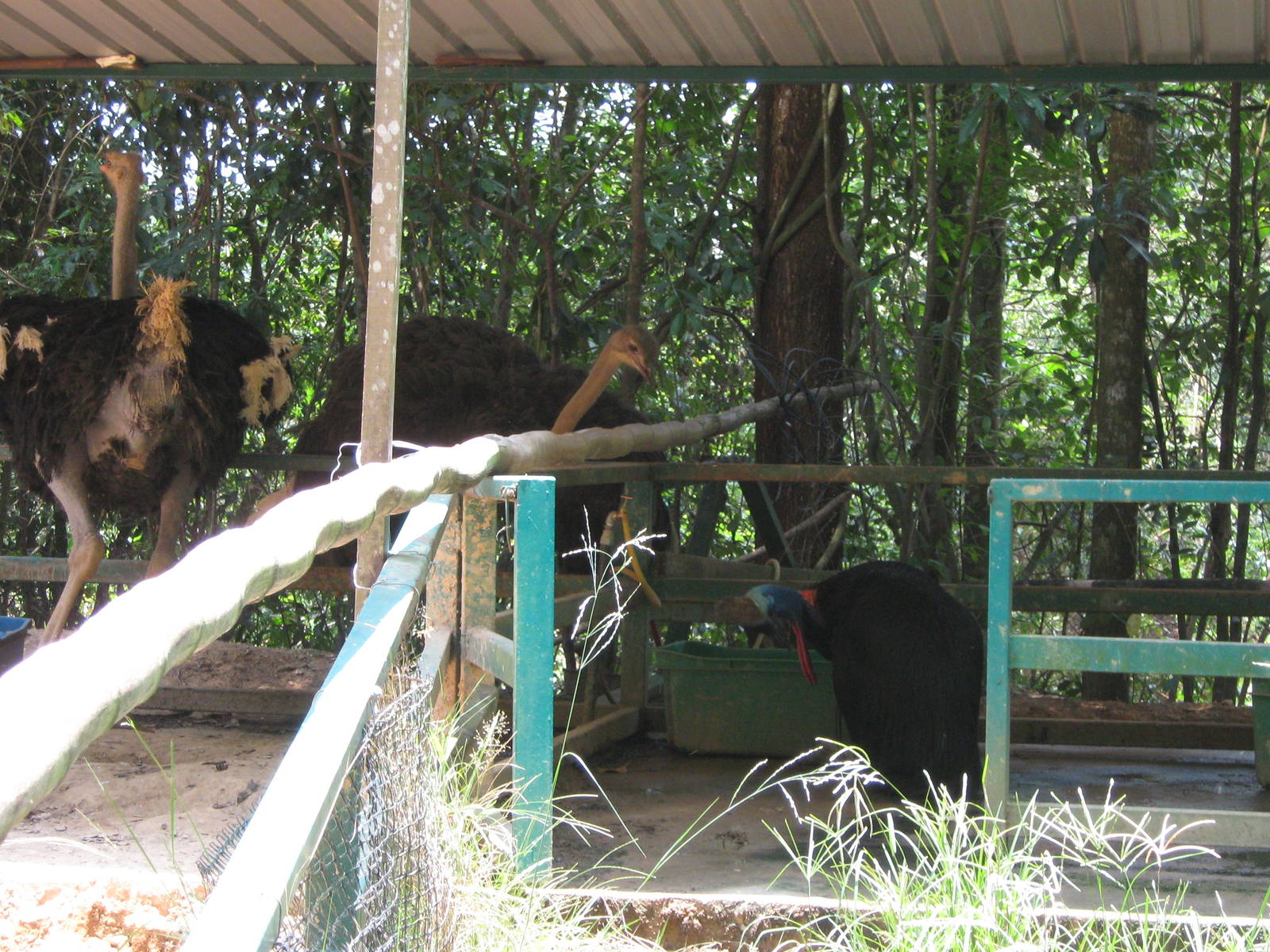 ostrich and cassowary in adjoining enclosures