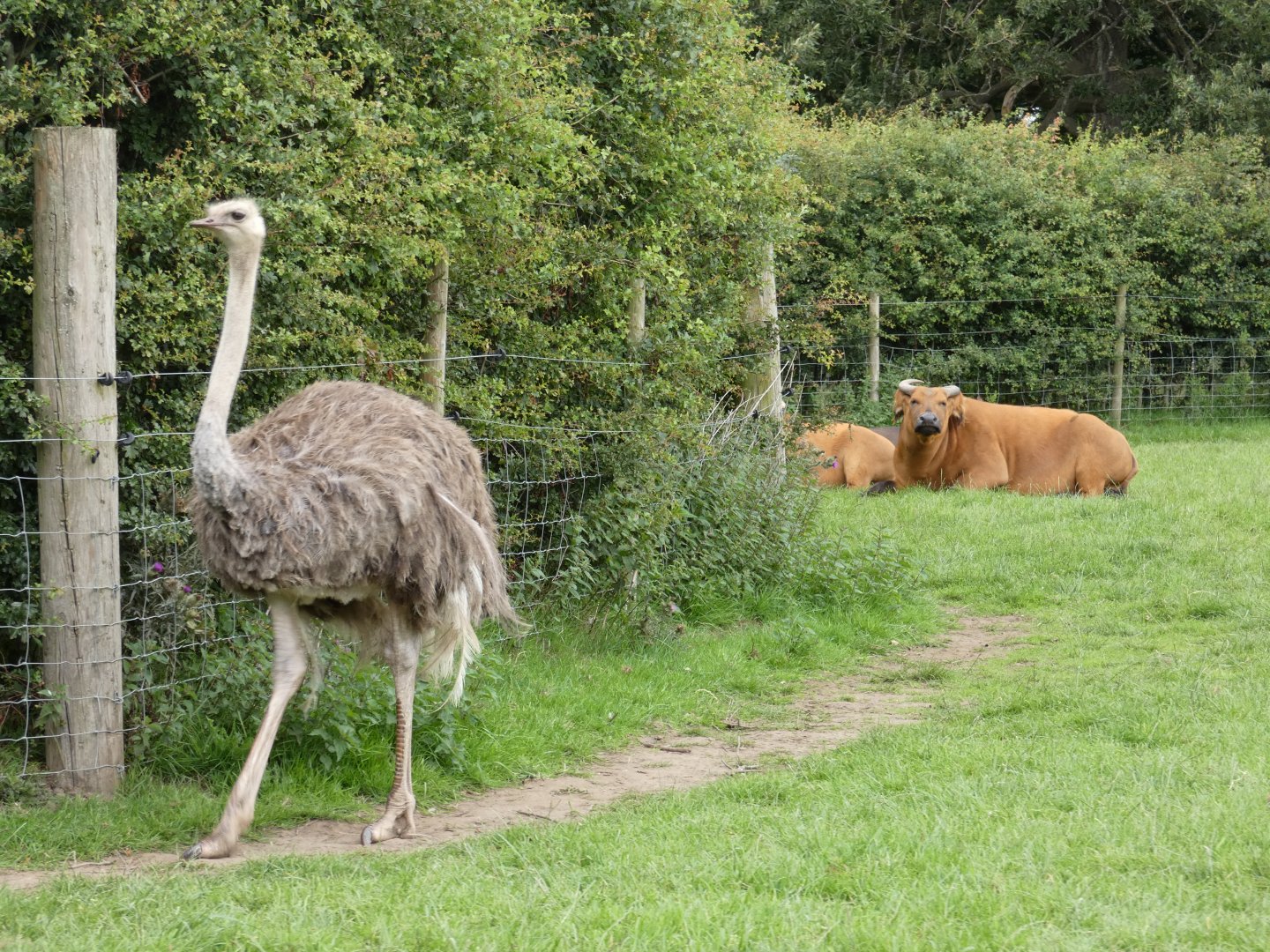Ostrich and Congo Buffalo