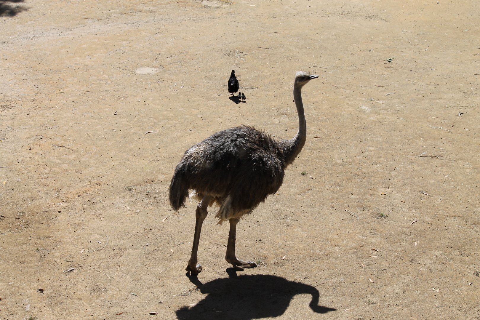 Ostrich and Domestic Chickens (2012)