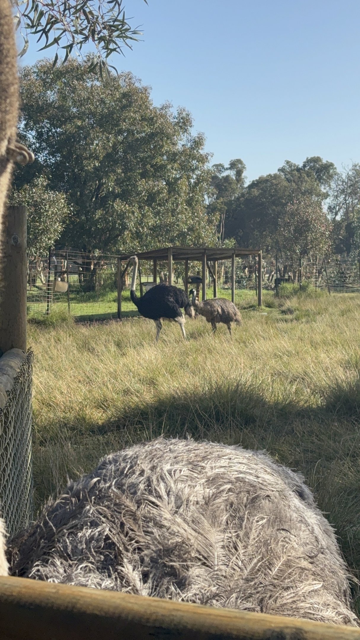 Ostrich and Emu - July 2025