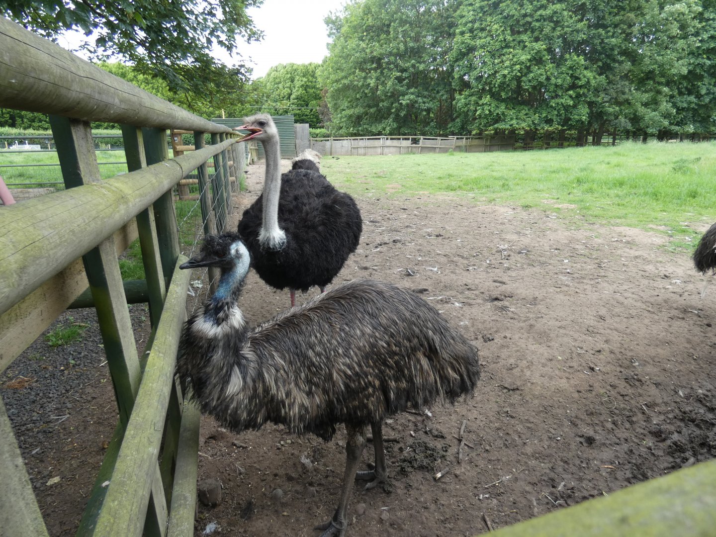 Ostrich and Emu