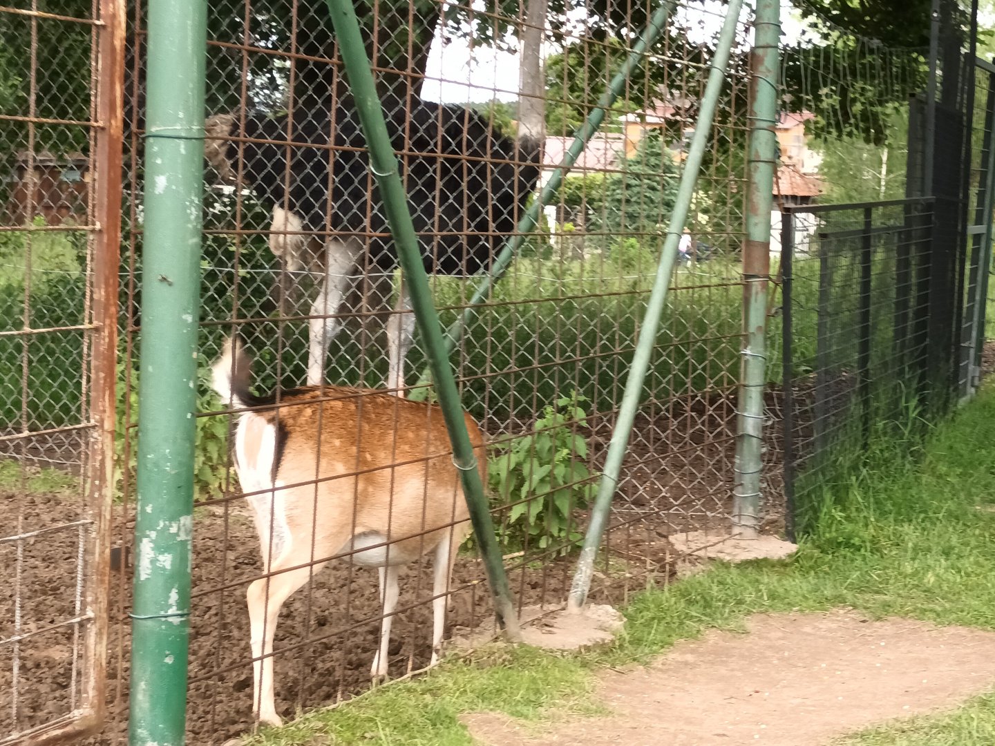 Ostrich and Fallow Deer
