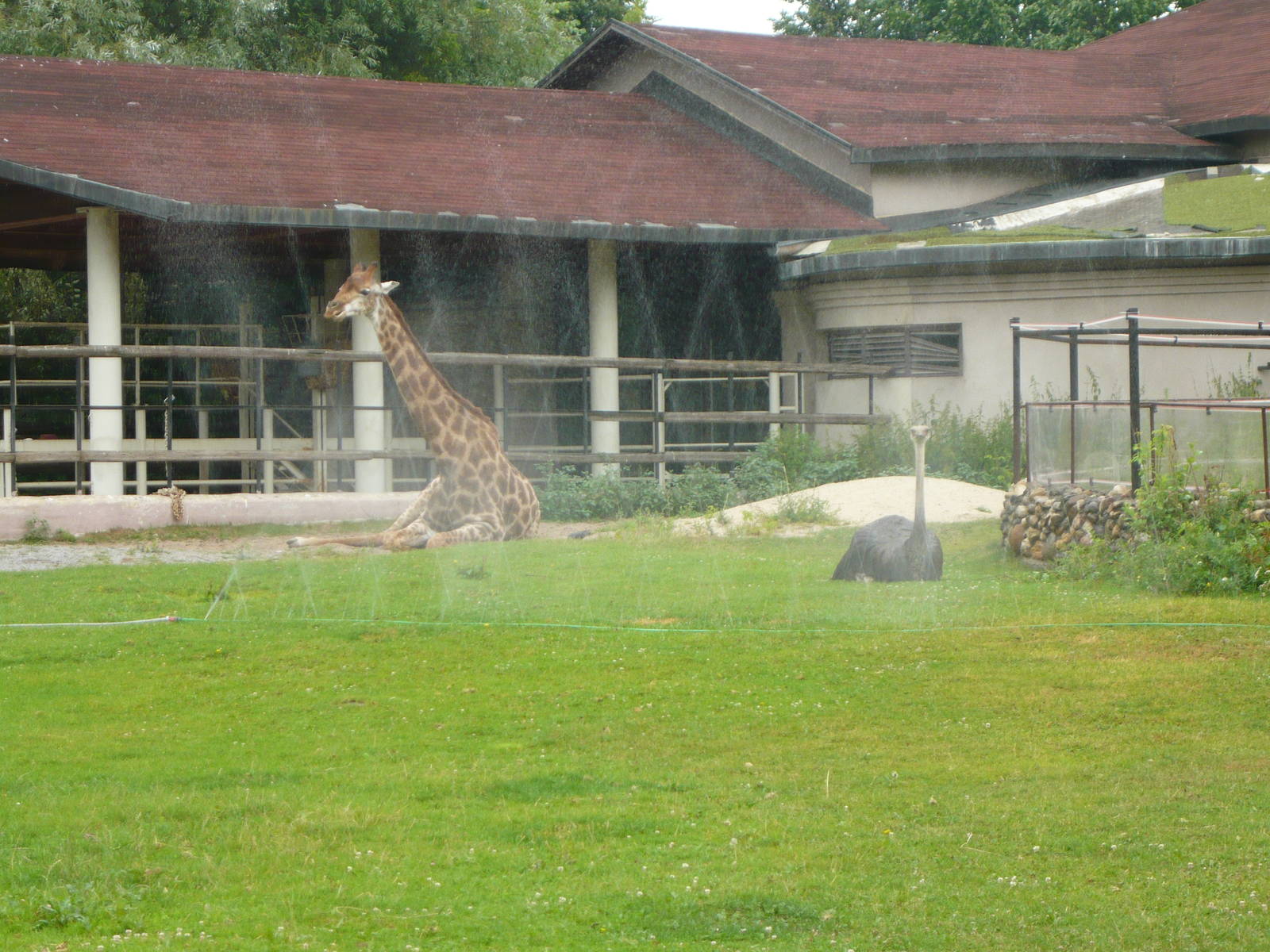 Ostrich and Giraffe