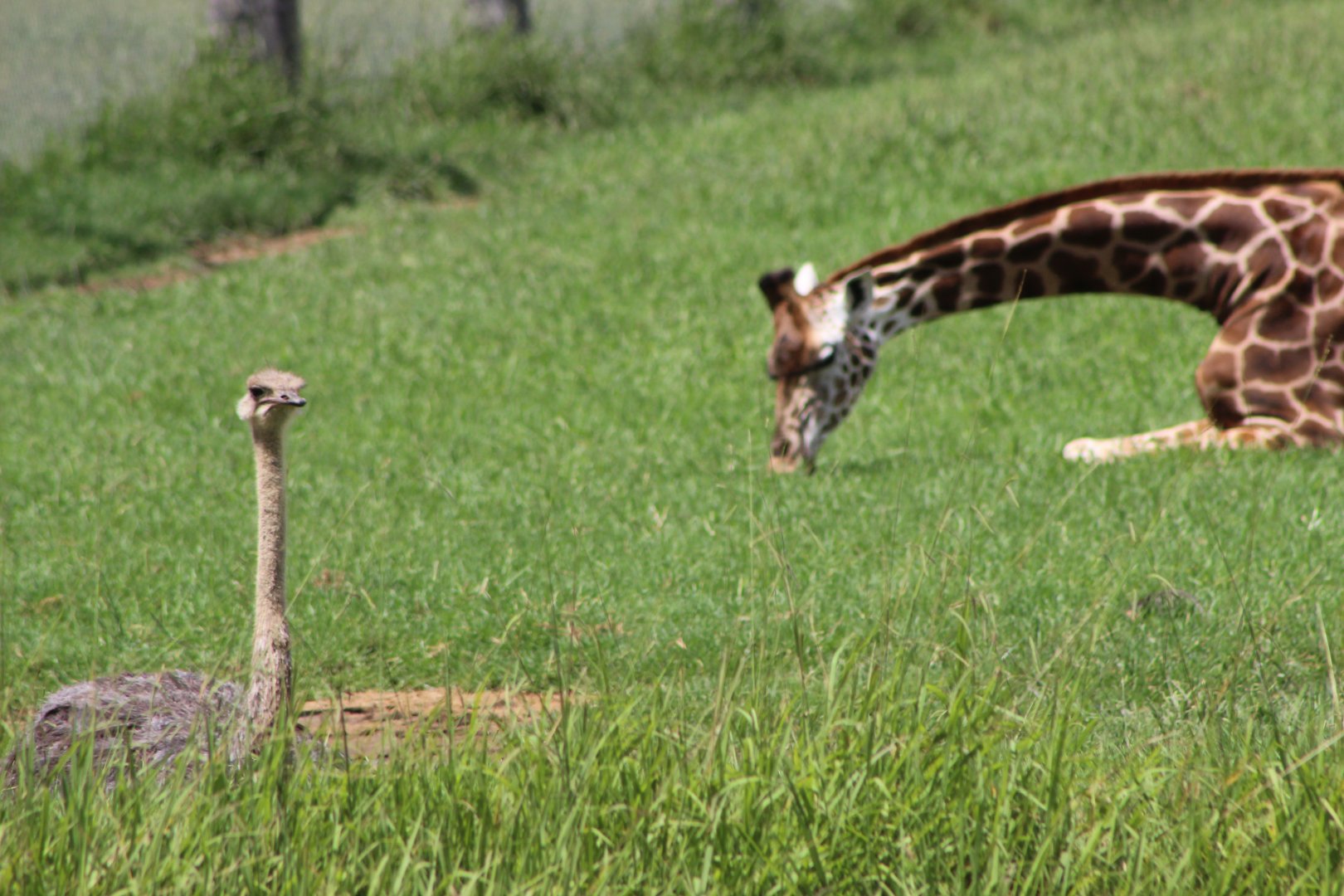 Ostrich and Giraffe