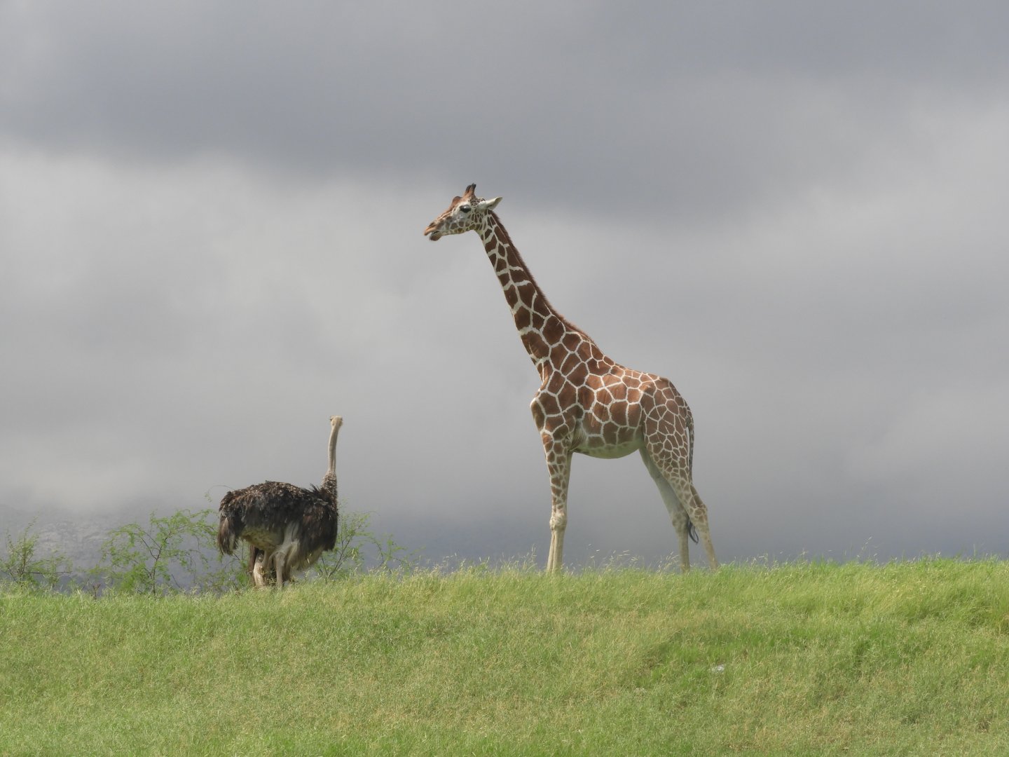 Ostrich and giraffe