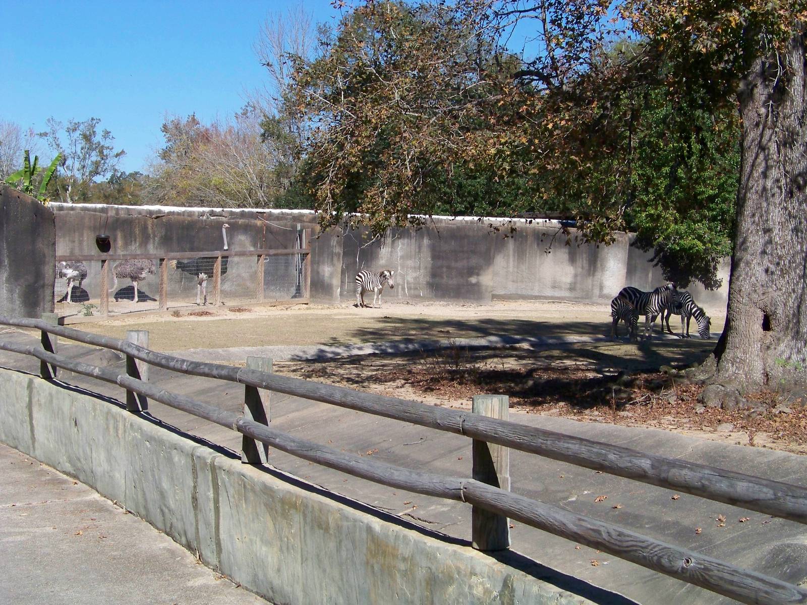 Ostrich and Grant's Zebra Exhibit 11,12