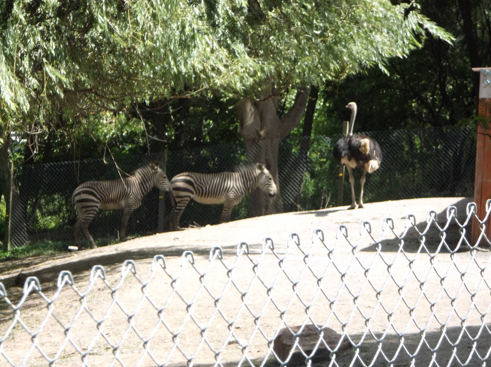 Ostrich and Hartmann's mountain zebra