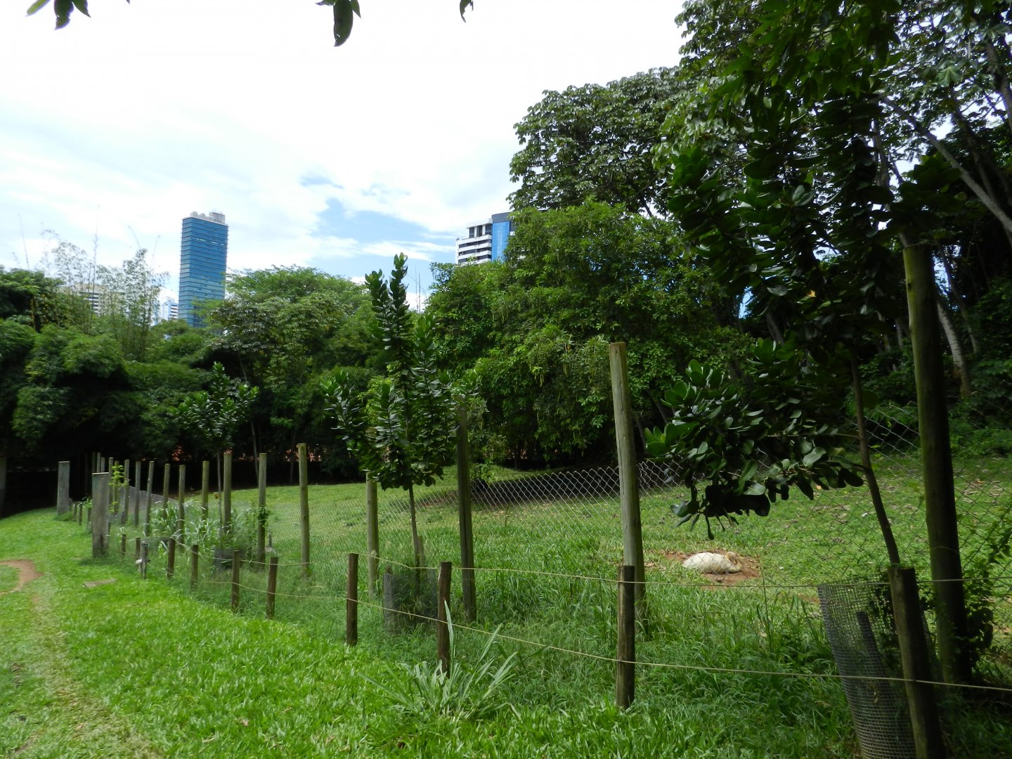 Ostrich and rhea exhibit - Salvador zoo (PZGV)