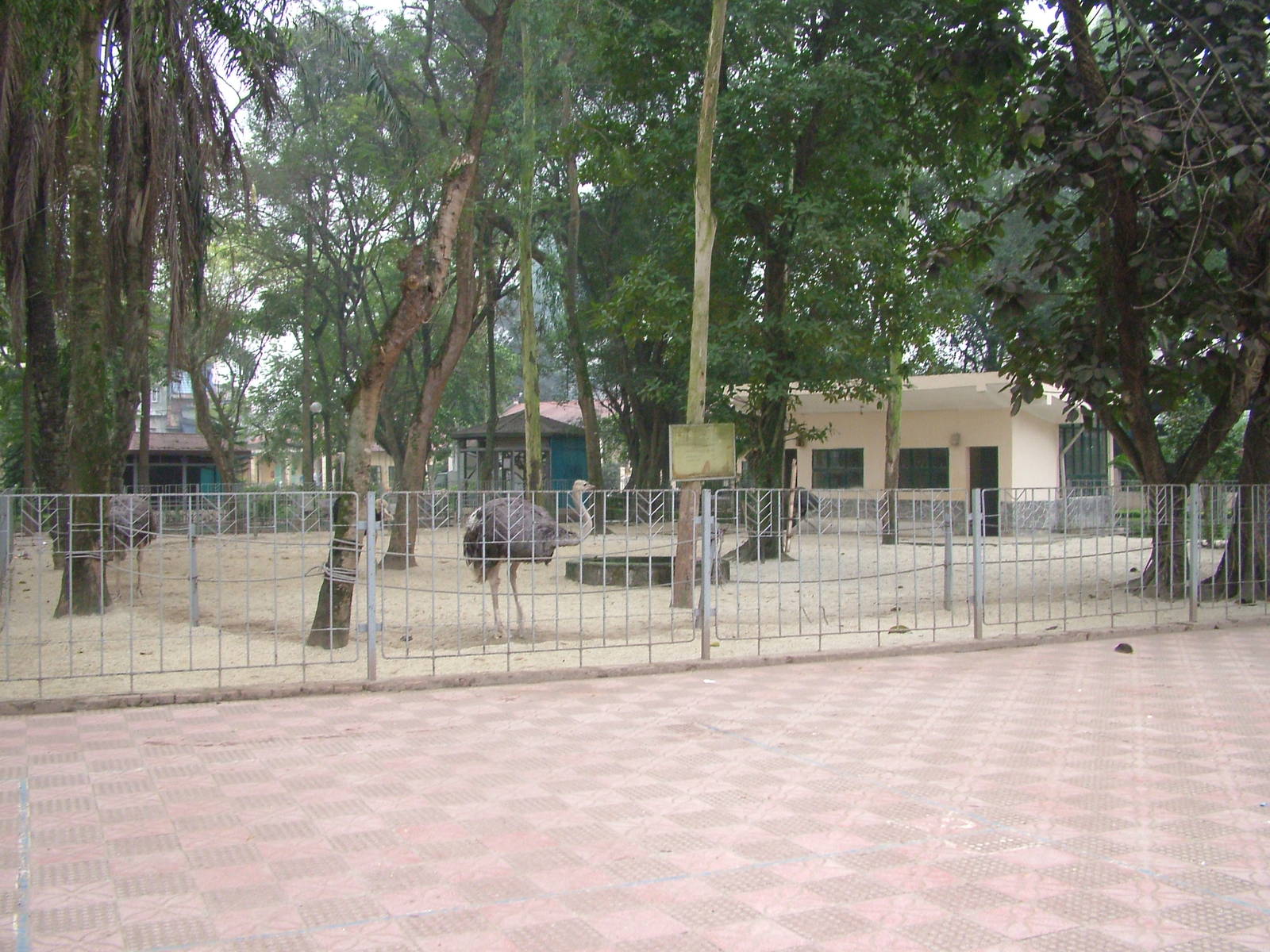 Ostrich and Rhea Paddock at Hanoi Zoo, 15/03/12