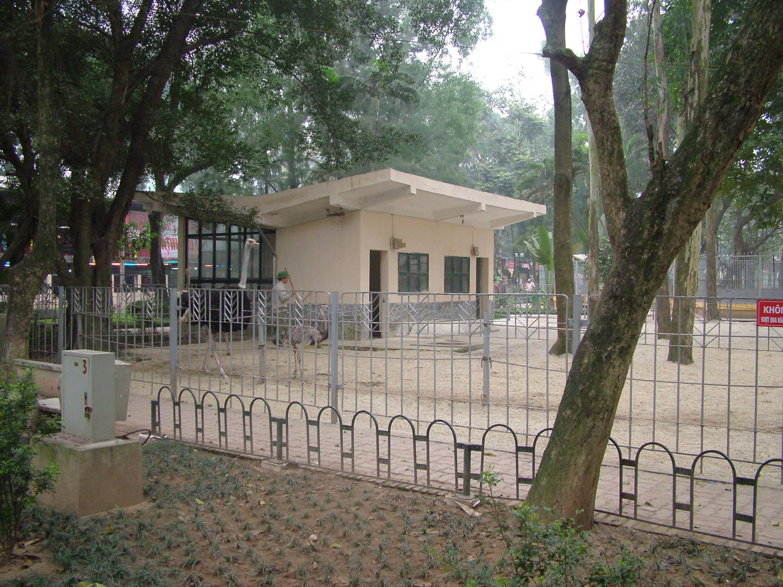 Ostrich and Rhea Paddock at Hanoi Zoo, 15/03/12