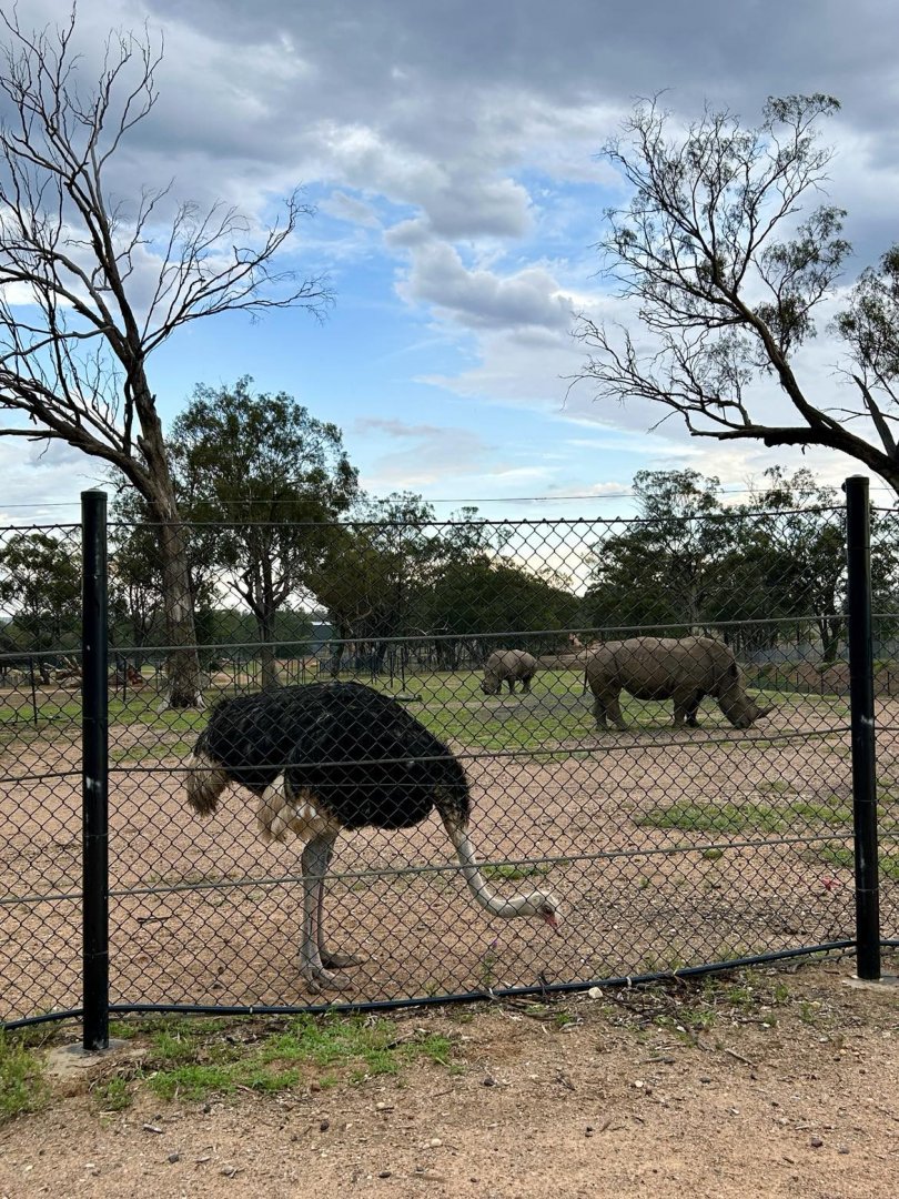 Ostrich and rhinos on the savannah