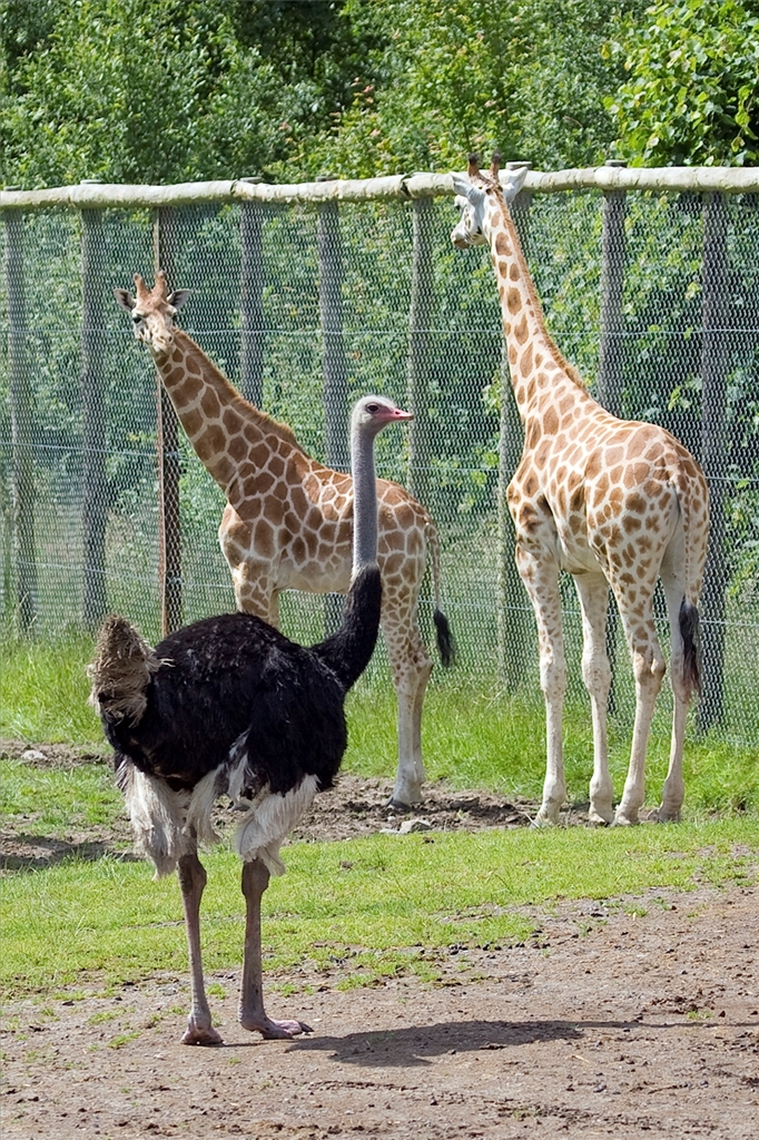 Ostrich and Rothschild Giraffe